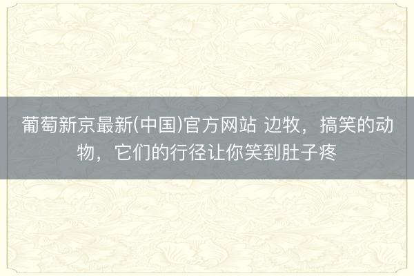 葡萄新京最新(中国)官方网站 边牧，搞笑的动物，它们的行径让你笑到肚子疼